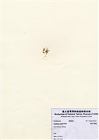 藏品(環狀叉節藻)的圖片